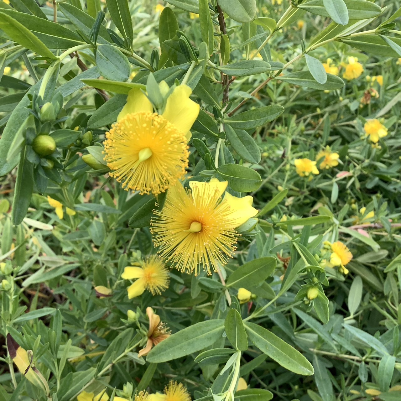 ヒペリカム　ブルーベルベットの花